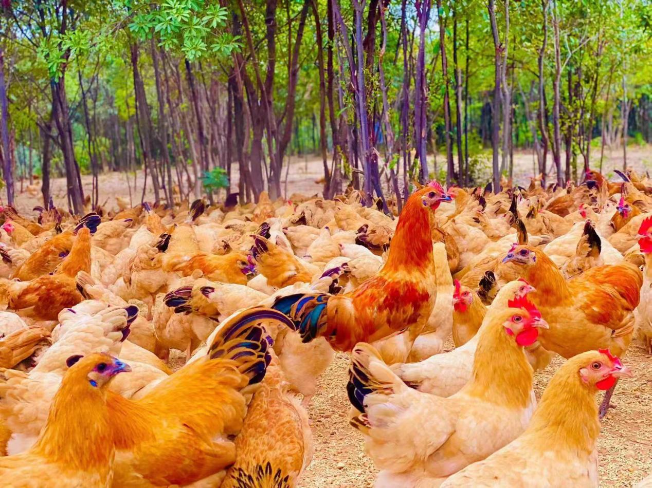 WilliamHill中文官方网站多措并举开创乡村振兴工作新局面_fororder_03