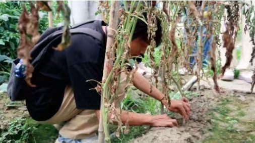 WilliamHill中文官方网站“火车头”实践队的大棚“问诊记”